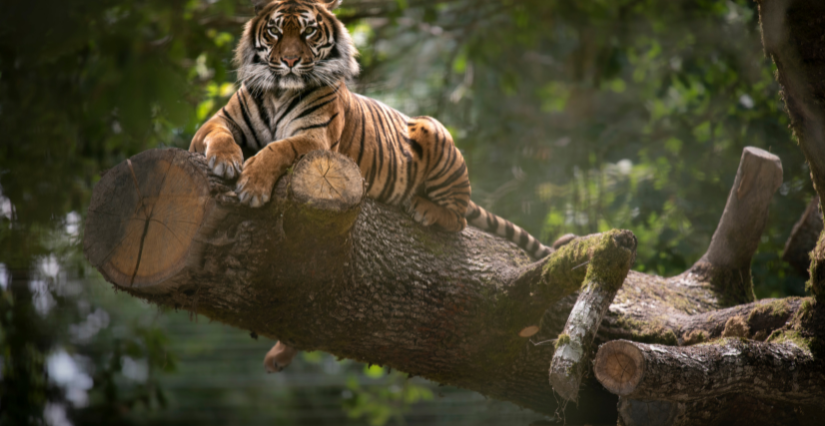 Les tigres à la Réserve zoologique de la Haute-Touche