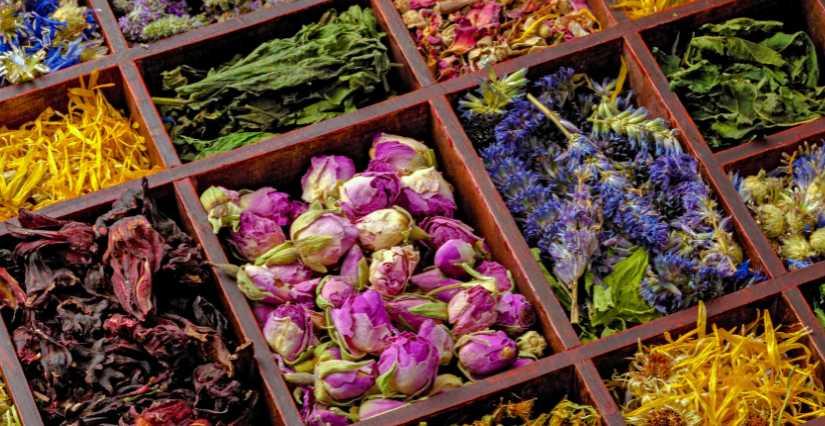 Atelier de découverte des plantes à parfum aromatiques & médicinales