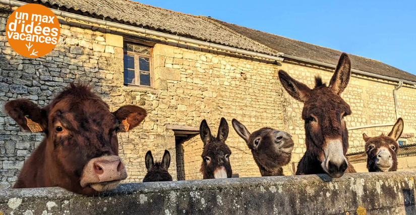 Les secrets de Murmur'ânes, à la ferme de Murmur'ânes aux Millevents, près de Chinon