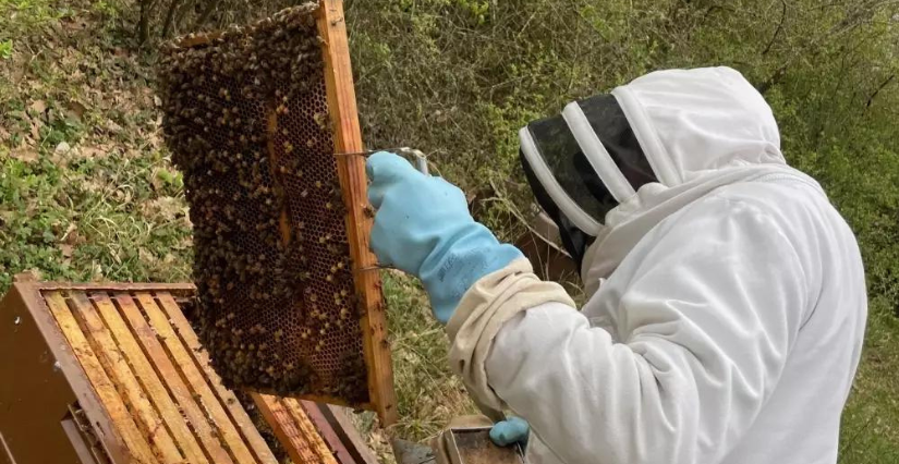 Atelier "Apiculture", en famille au Domaine de Candé à Monts