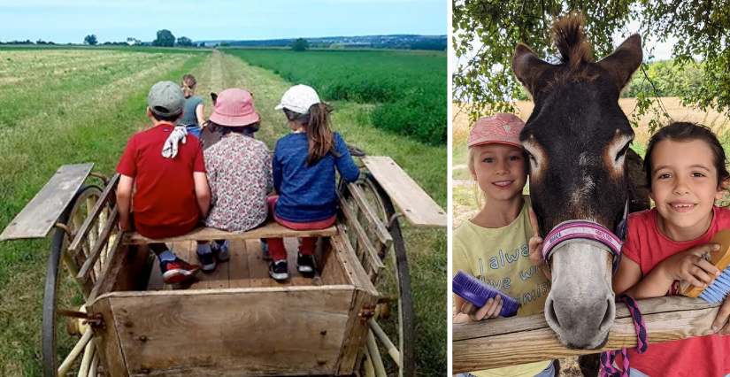 Randonnée pour tous avec les ânes à la ferme de Murmur'ânes aux Millevents, près de Chinon