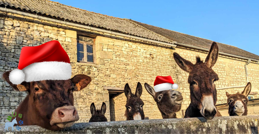 Stage auprès des animaux à la Ferme Murmur'ânes pendant les vacances de Noël, à partir de 6 ans