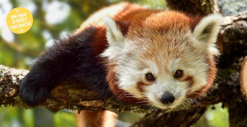 la réserve zoologique de la Haute Touche