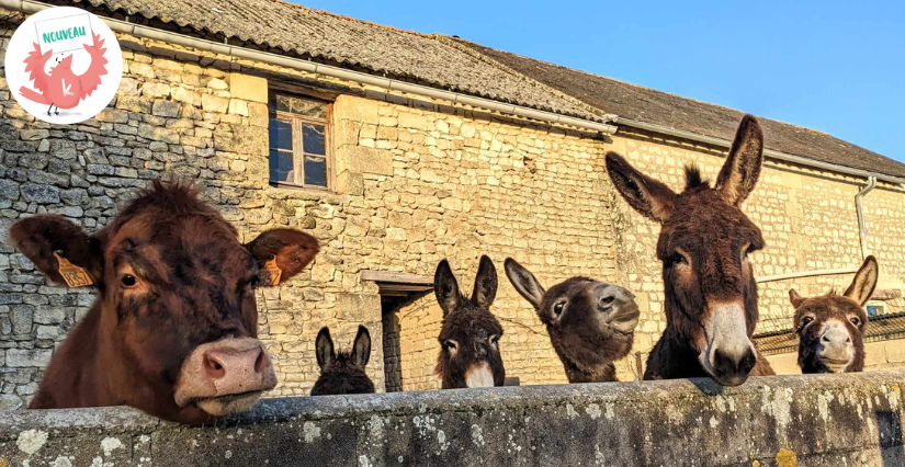 Murmur'ânes aux Millevents : visite de la ferme et animations pour les enfants avec les animaux, prés de Chinon