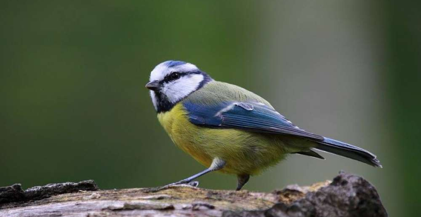 Balade d'observation "Oiseaux" au Domaine de Candé à Monts