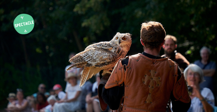 Spectacle de fauconnerie au Château de Langeais