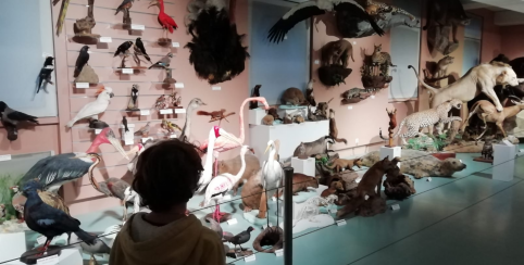 Découvrons le Muséum d'Histoire Naturelle de Tours en famille