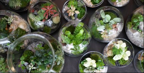 ATELIER TERRARIUM ENFANT (6-12 ANS)