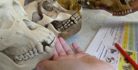 Atelier "Drôles de singes" au Musée de la Préhistoire du Grand Pressigny