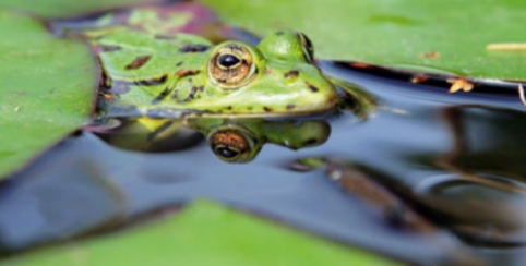 L'agenda des Sorties Nature du Conseil Départemental en Indre-et-Loire : RDV, ateliers et balades en famille en AVRIL 2023